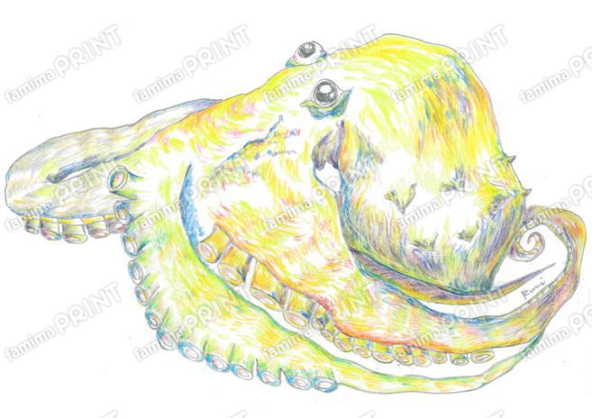 多幸　たこ　シール版