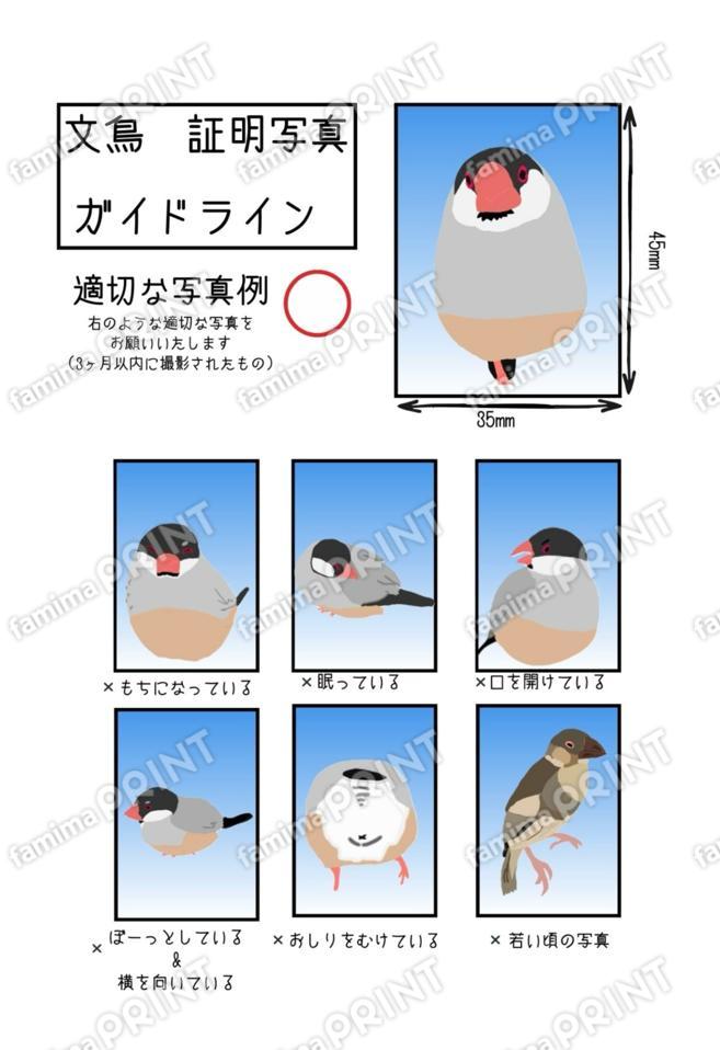 桜文鳥 証明写真 ガイドライン