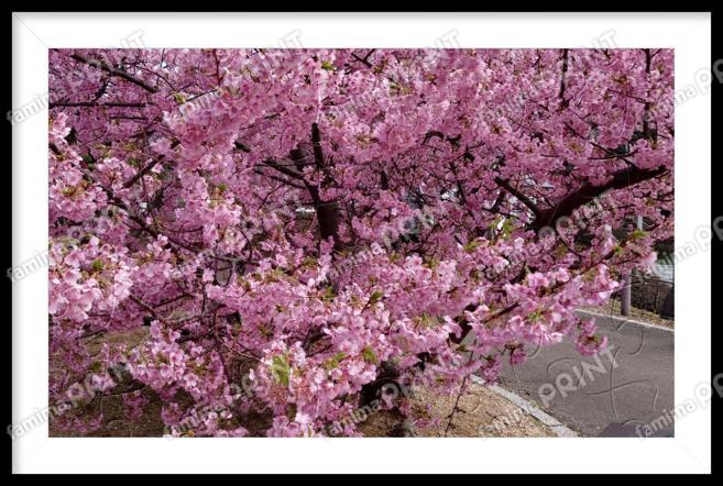 花が綺麗な写真風パズル